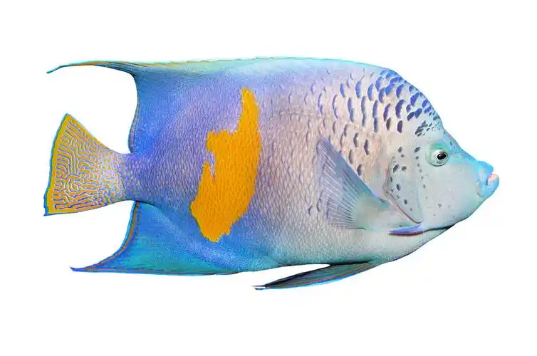 五彩斑斓的热带鱼神仙鱼