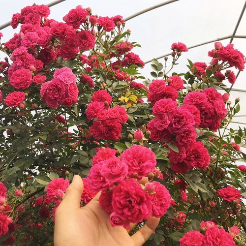 四季开花红木香庭院阳台爬藤植物盆栽地栽月季蔷薇科攀援浓香花卉绿化