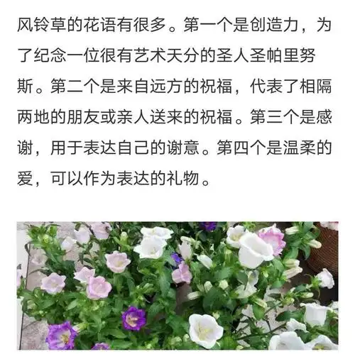 每日一花——感谢温柔的爱风铃
