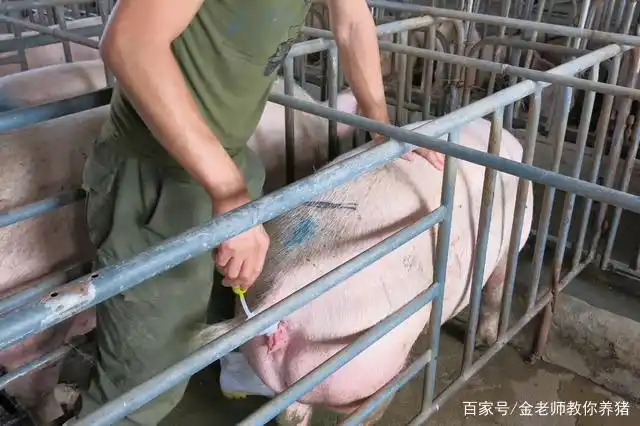 (4)无论是本交还是人工输精,母猪配种,输精前的清洗和消毒是重要的.