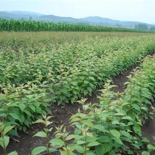 直销樱桃苗矮化大樱桃树苗早大果樱桃苗价格便宜