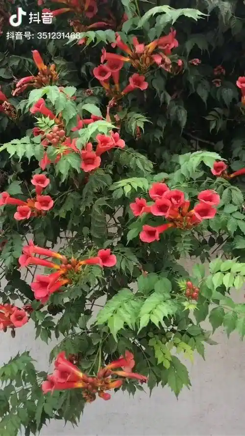 俄罗斯凌霄花现在花期是到10月份爬藤超快庭院拱门可入手一颗