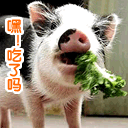 128_128gif 动态图 动图