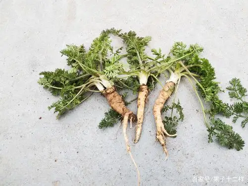 胡萝卜 - 热门商品专区