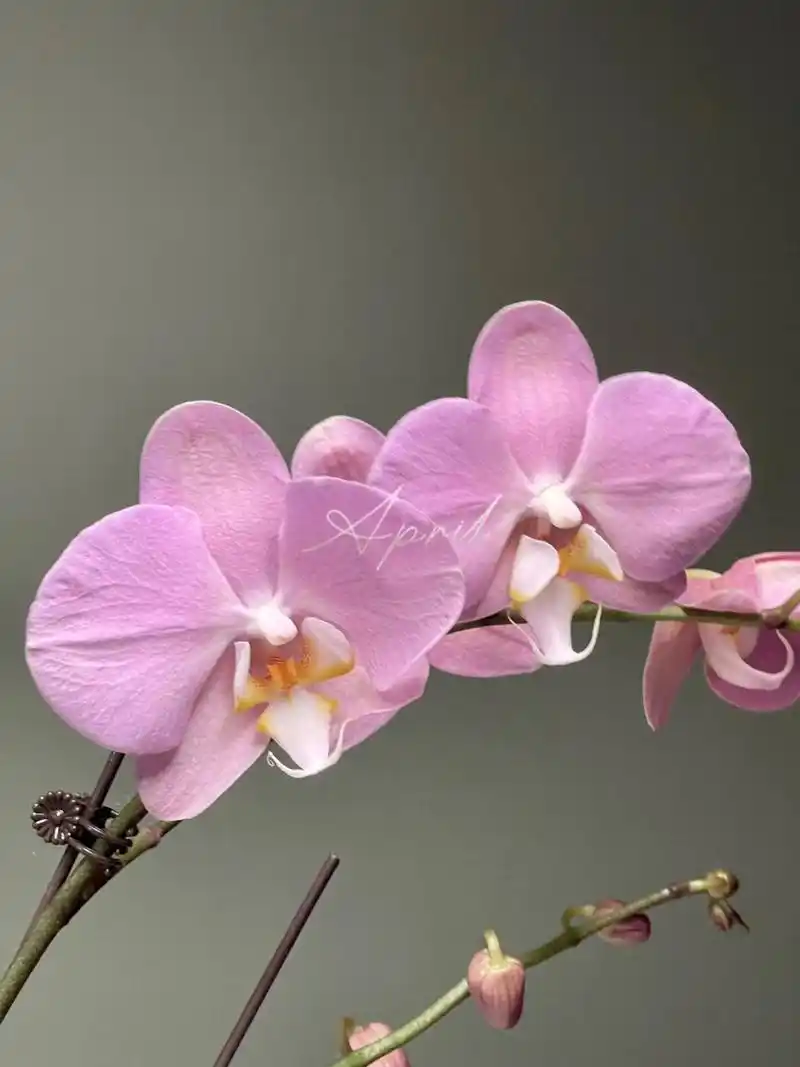 安祖蝴蝶兰 帕多瓦 想了很久终于等到你系列 灰调粉紫色白花舌配色