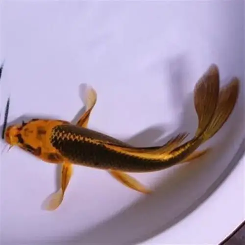 纯种龙凤锦鲤黄金龙凤锦鲤鱼风水鱼鱼金鱼冷水鱼活体 黑金龙凤18-22cm