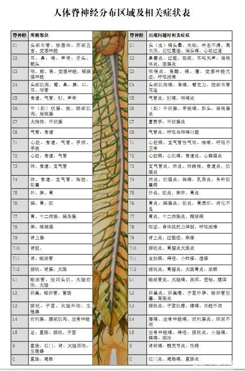 脊椎神经与症状对应图