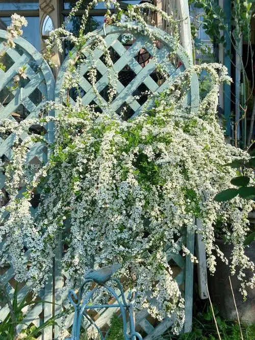 雪柳飞舞的季节