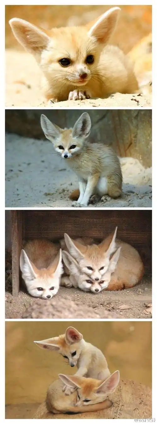 耳廓狐(学名:vulpes zerda)是世界上最小的犬科动物,如小猫一般大小.