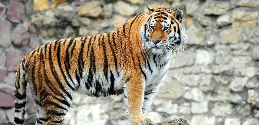 曾站上神坛的藏獒,其真实战力,在野生动物中算哪个层次?