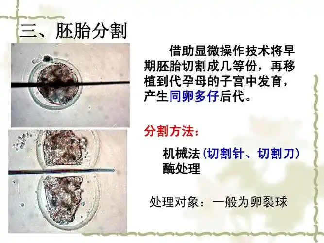 三,胚胎分割 借助显微操作技术将早 期胚胎切割成几等份,再移 植到