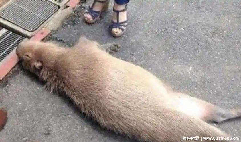 巨型老鼠是什么品种,受到核辐射影响变异的巨鼠(并不属实)