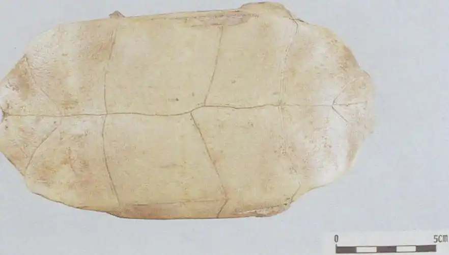 眼斑沼龟腹甲-中国中药材真伪鉴别-医学