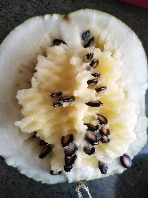 黄土高原西北靖远县高湾镇大籽瓜