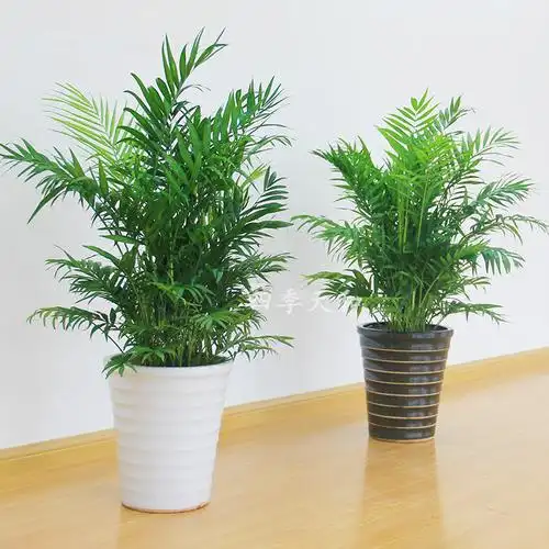 夏威夷耐阴中型植物椰子竹子盆栽室内走廊过道绿植