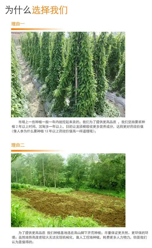 养肝草护肝草龙须根丝线根广东特产开胃养生煲汤材料炖