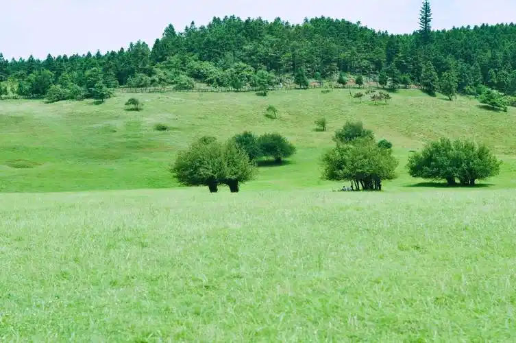 大草原上到处是星星点点的灌木丛,很多人躲到里面去乘凉.