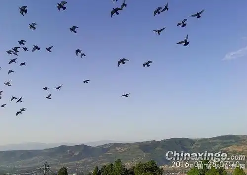 鸽子处在换羽期 晚前家飞慢慢来(图)