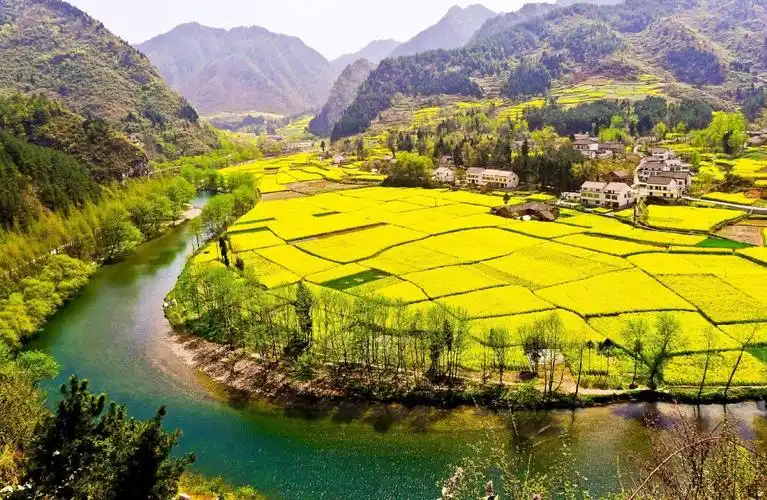 汉中的油菜花田太美了.
