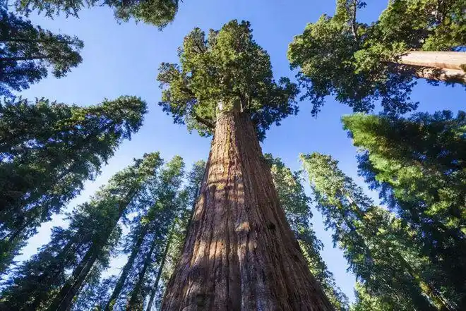 6种名贵树树龄越大价值就越高种一棵可以当成传家宝