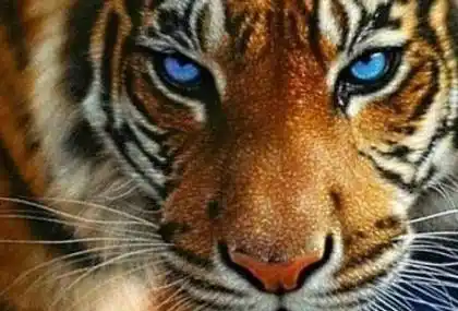 心理测试:三个老虎眼睛,哪一个最凶猛?测谁在觊觎你的成就_小人_同事_