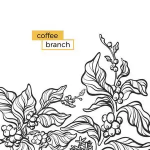 植物时尚线条时尚的矢量邀请与优雅的咖啡枝, 叶, 豆, 花.