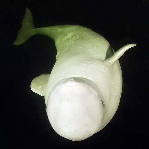 white whale_1 | flickr – 相片分享!