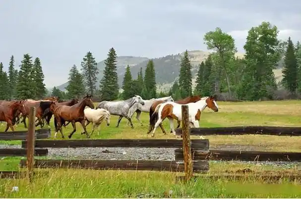 美国4d长角牧场——体验一次做"西部牛仔"激情之旅!