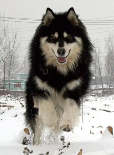 狗的品种说详细一些.