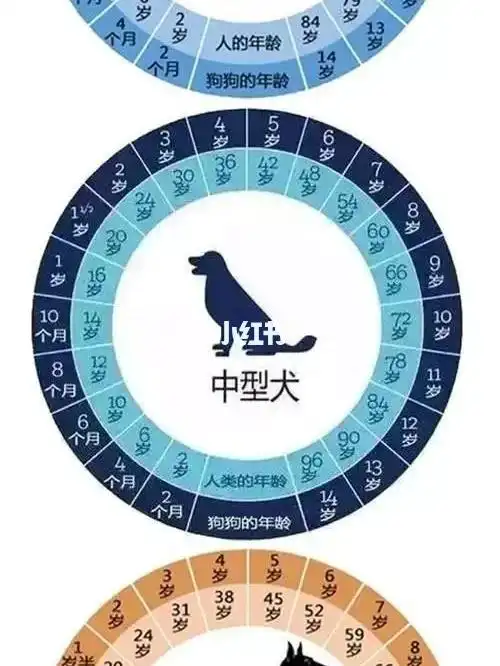 狗子年龄对照