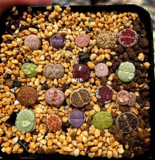 029969♂15  生石花精品拼盘/4590