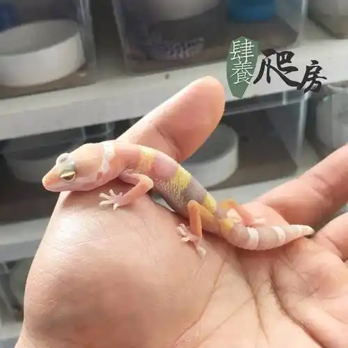 用「低价」向最经典的豹纹守宫致敬! | 上新