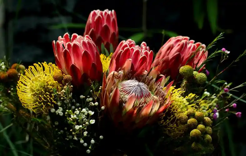 来自非洲的"帝王花"