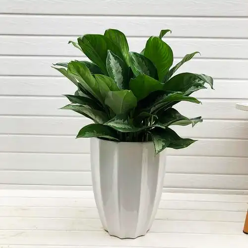 雅丽皇后盆栽养活净化空气绿植办公办公桌桌面植物绿植