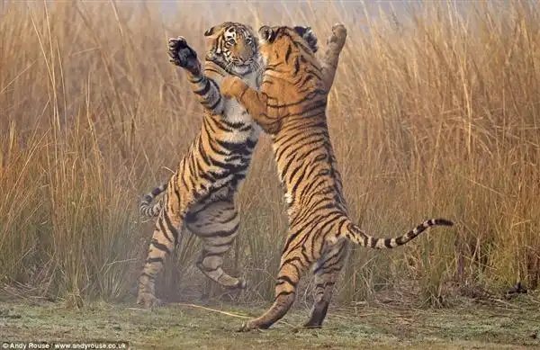 两只小老虎在跳舞 好可爱