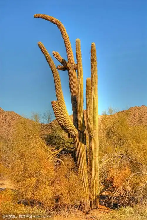 沙漠里的仙人掌