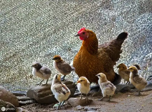 山鸡苗如何鉴别公母?公母分养有哪些好处?