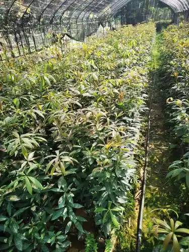 苗木基地金丝楠木杯苗楠木容器楠木袋苗江西金丝楠木