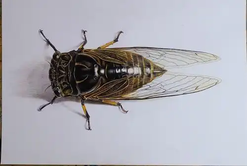 陈静老师彩铅作品