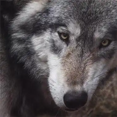 唯美真狼头像野狼头部特写图片