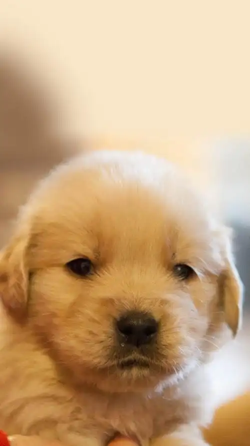 萌宠狗狗唯美高清手机壁纸-动物-手机壁纸下载-美桌网