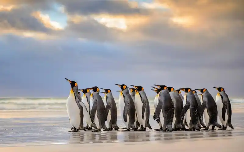 南极帝企鹅动物主题高清桌面壁纸
