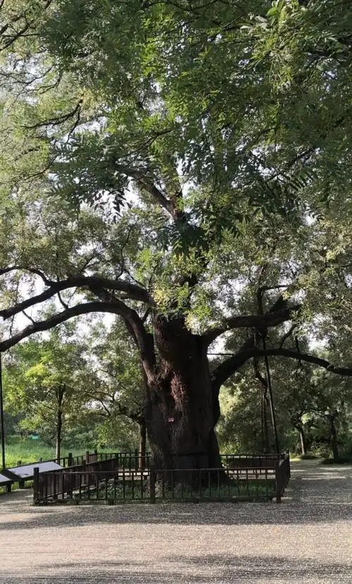 龙王庙前的古槐树