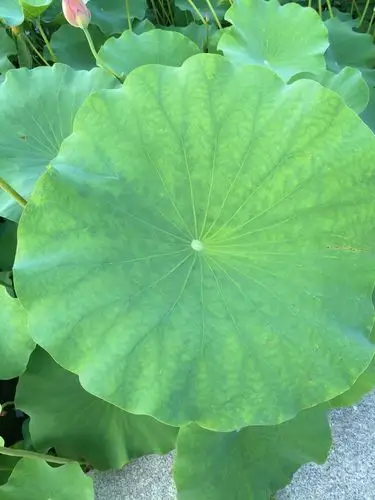 夏季的池塘中一朵朵美丽的荷花,在风中摇曳,荷叶的下面是呱呱叫的青蛙