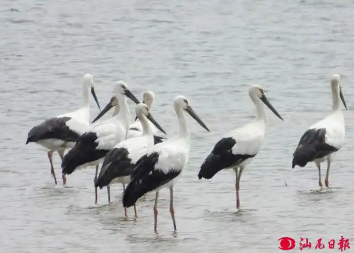 国宝黑白双鹳"双双"恋上海丰湿地_新浪财经_新浪网
