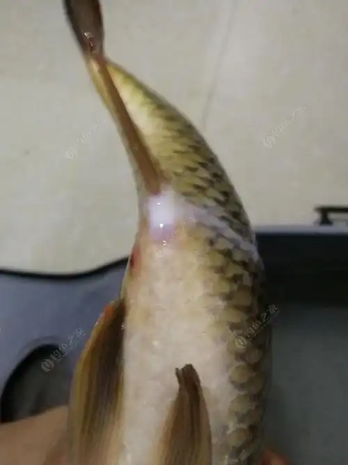 钓到一条流白色液体的鲤鱼,请问这是雄鱼还是雌鱼?