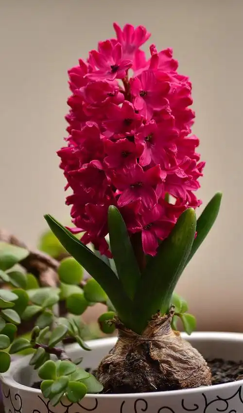 红色的风信子感谢你让我感动的爱你的爱充满我心中