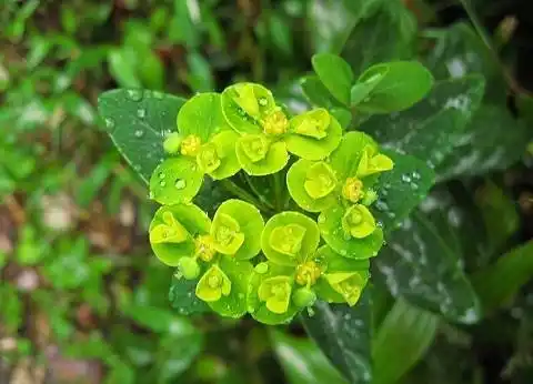 猫儿草(猫耳草图片与功率)