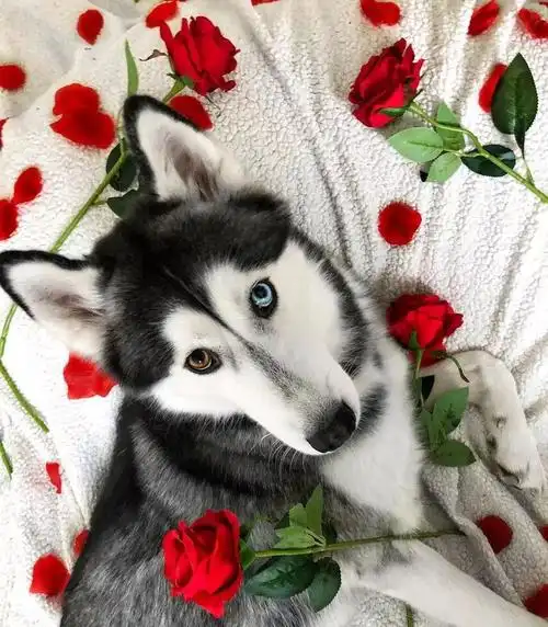 异瞳哈士奇?看起来是美男子,其实是个傻子