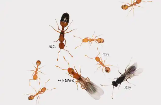 蚂蚁为啥能分工明确?原来是"脑回路"不同